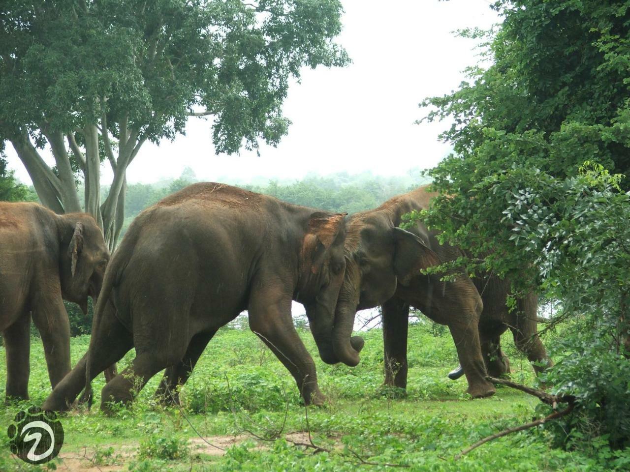 Tusker'S Paradise Safari Villa Udawalawe Exteriér fotografie