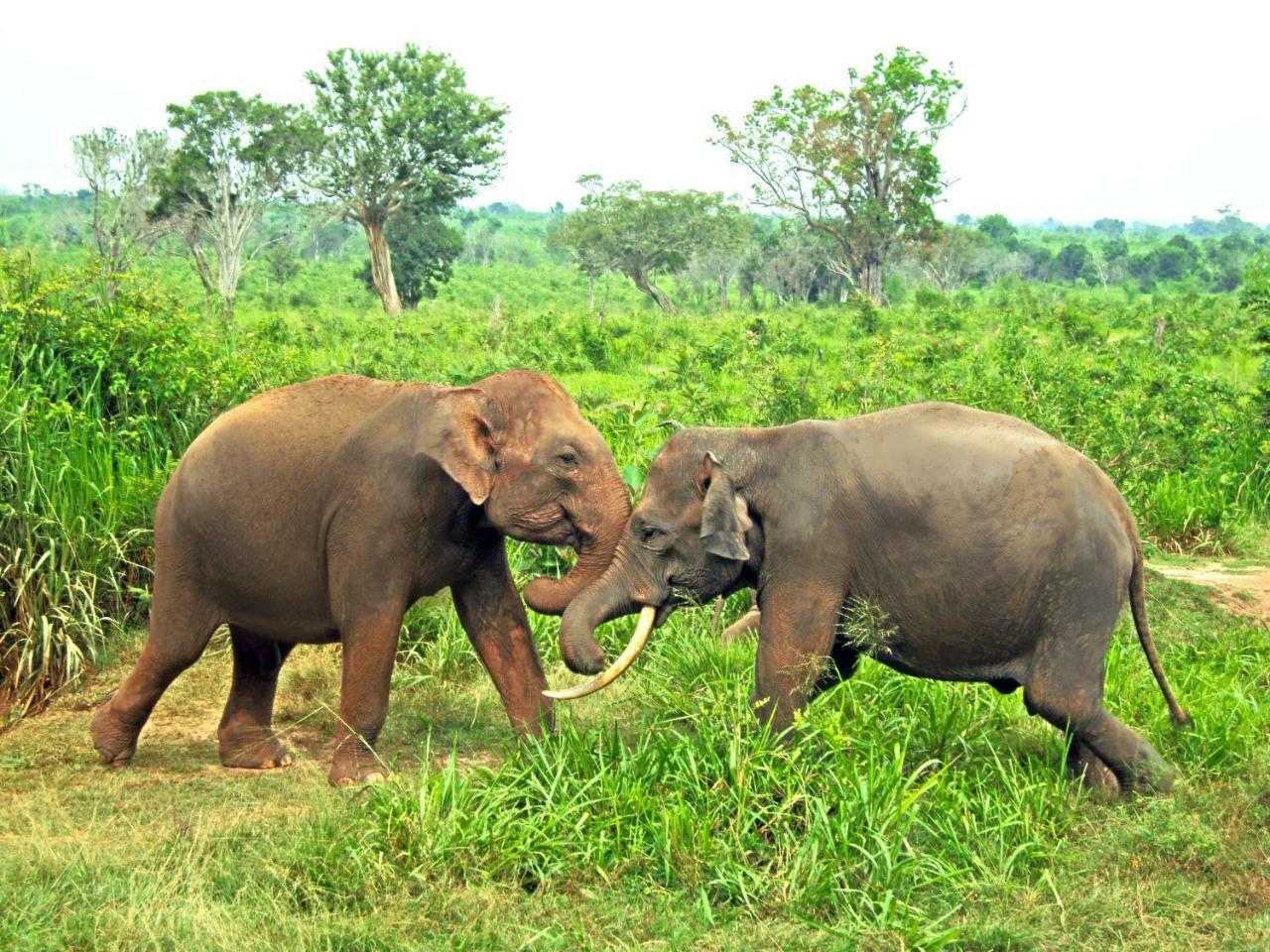 Tusker'S Paradise Safari Villa Udawalawe Exteriér fotografie